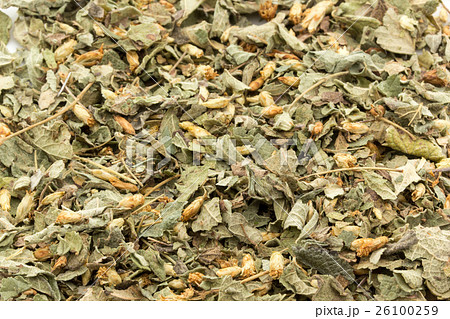 メキシカン・ドリーム・ハーブ: Mexican Dream Herb メキシカン・ドリーム・ハーブ: Mexican Dream Herb 26100259