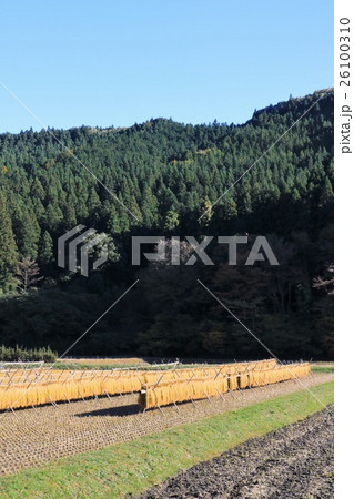 茨城　大子　稲のおだがけ 26100310