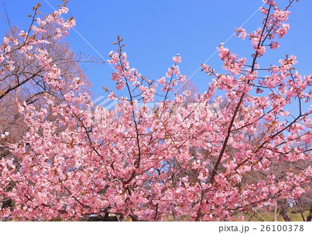 美しいピンク色の河津桜 美しいピンク色の河津桜 26100378