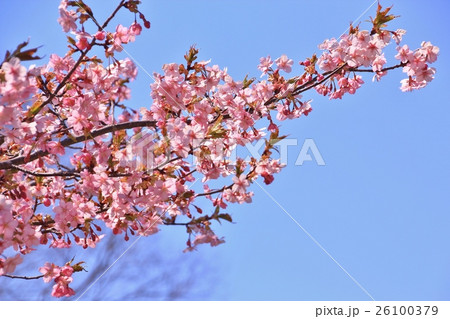 美しいピンク色の河津桜 美しいピンク色の河津桜 26100379