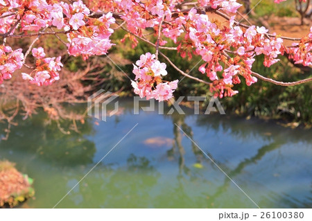 美しいピンク色の河津桜 26100380