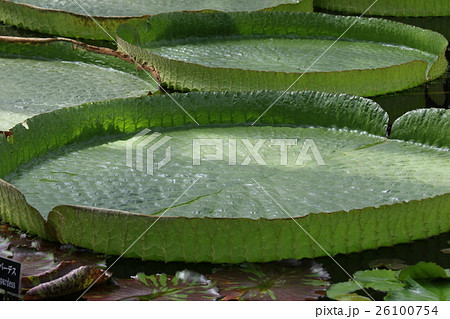 オオオニバス 26100754