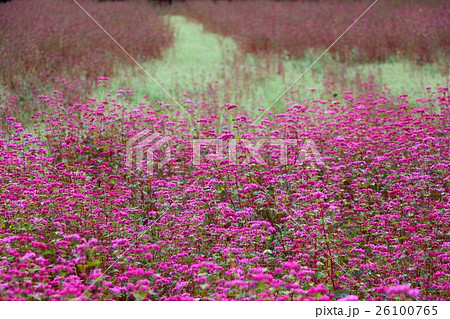 そばの花 そばの花 26100765