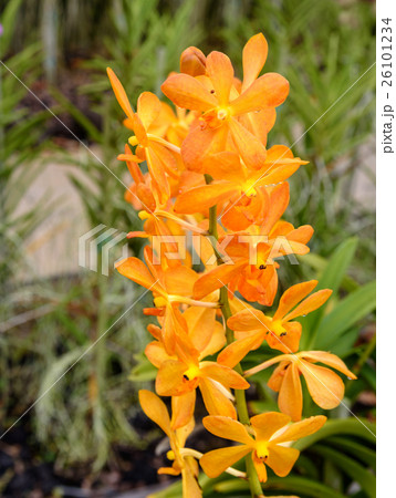 Mokara Gold Nugget orchids flower 26101234