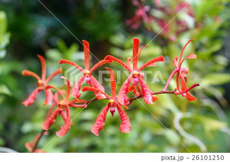 Red orchids on green Red orchids on green 26101250