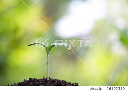 Growing tree 26102510
