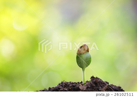 Growing tree 26102511