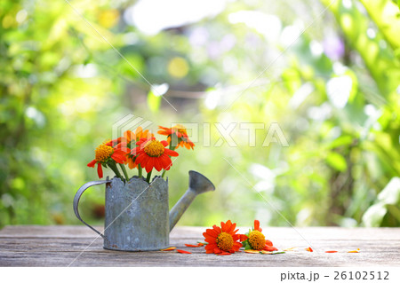 Zinnia flower in vintage pot on wooden table 26102512