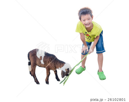 Asian boy Feeding a Sheep 26102801