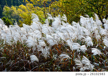 秋田内陸縦貫鉄道沿線風景 秋田内陸縦貫鉄道沿線風景 26102983
