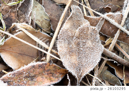 霜のついた落ち葉 26103295