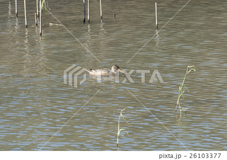 ハシビロガモ ハシビロガモ 26103377