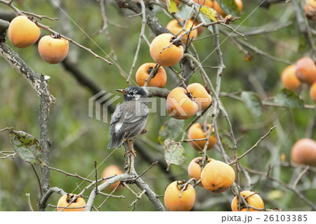 ムクドリ 26103385