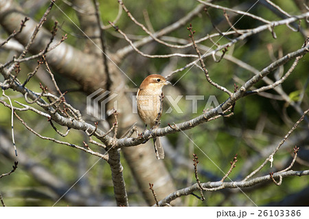 モズ モズ 26103386