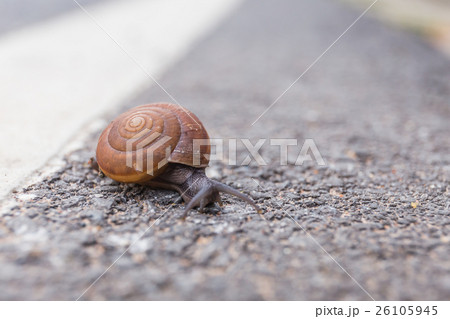 Macro close-up of snail on the road is moving slow Macro close-up of snail on the road is moving slow 26105945