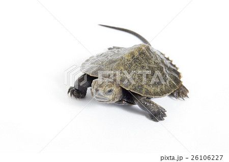 ゼニガメ ゼニガメ 26106227
