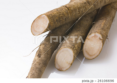 ごぼう4 ごぼう4 26106696