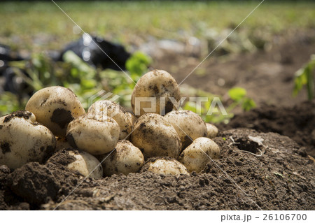 じゃがいも4 26106700