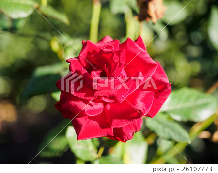 Roses with red petals. 26107773