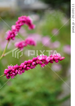 鮮紅色が美しいオオケタデ 26109111