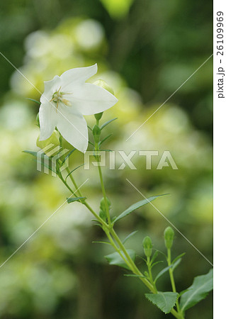 桔梗 26109969