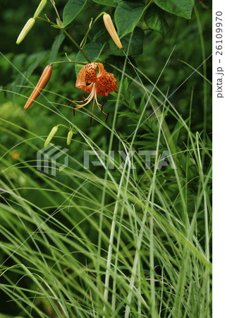 小鬼百合 小鬼百合 26109970