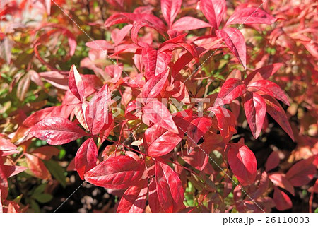 紅葉「オタフクナンテン」岡東公園:大阪府枚方市 紅葉「オタフクナンテン」岡東公園:大阪府枚方市 26110003