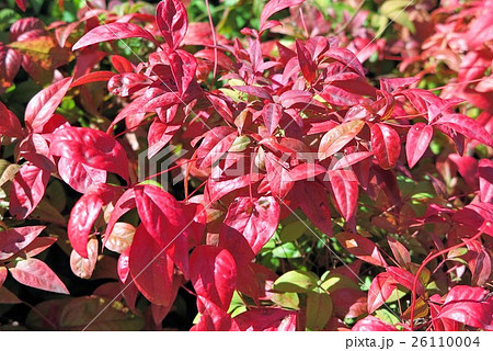 紅葉「オタフクナンテン」岡東公園:大阪府枚方市 紅葉「オタフクナンテン」岡東公園:大阪府枚方市 26110004