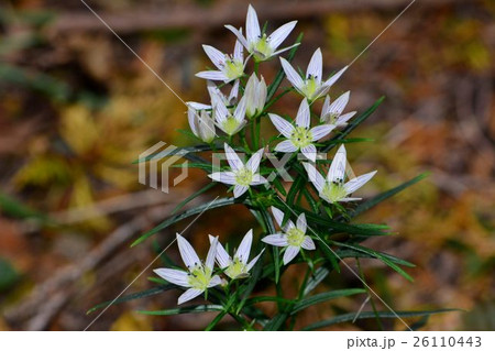 センブリ 26110443