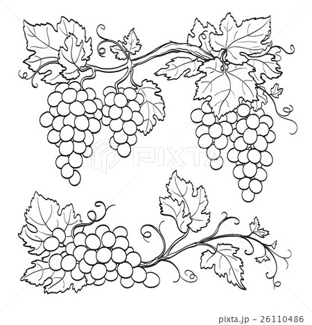 Grape branches 26110486