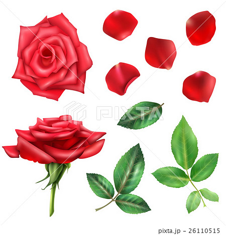 Rose Flower And Petals Set 26110515