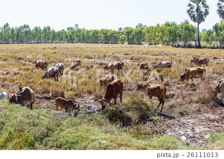 Cow Thailand eating rice straw 26111013