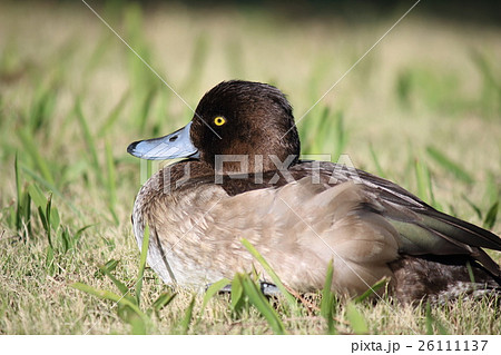 キンクロハジロ(雌) キンクロハジロ(雌) 26111137