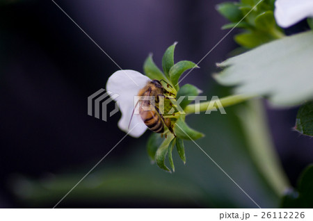 イチゴのビニールハウスで受粉作業をするミツバチ 26112226