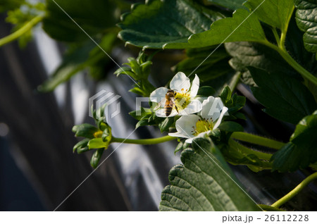 イチゴのビニールハウスで受粉作業をするミツバチの写真素材