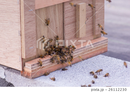 イチゴのビニールハウスで受粉作業をするミツバチ 26112230