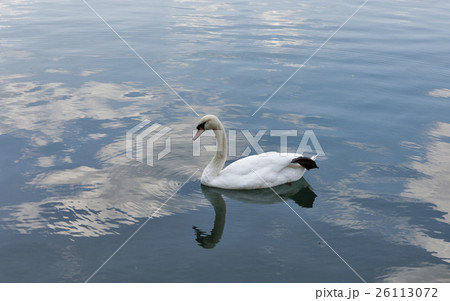 White swan floating on Lake Bled White swan floating on Lake Bled 26113072