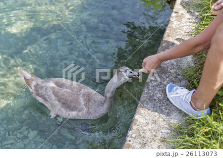 Caucasian woman feed wild young swan closeup Caucasian woman feed wild young swan closeup 26113073