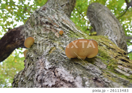 桜の木に生えたムキタケ 桜の木に生えたムキタケ 26113483