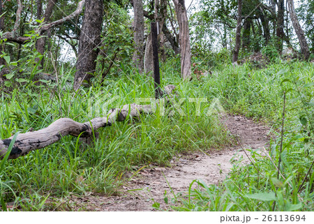 Small nature trail with wooden rail. Small nature trail with wooden rail. 26113694