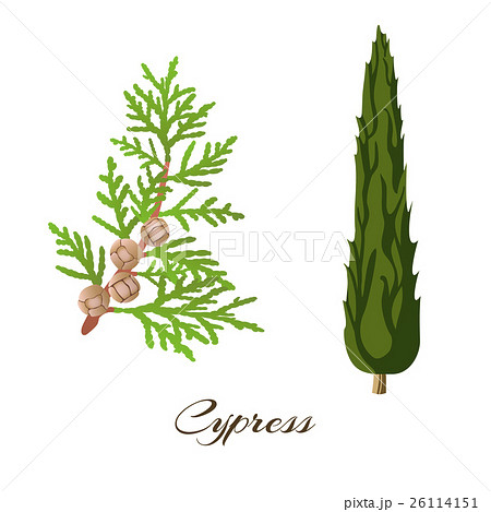 cypress 26114151