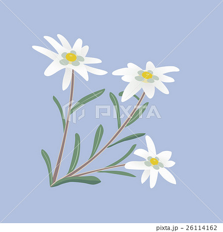 Edelweiss Flowers And Leaves のイラスト素材