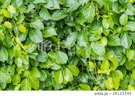 Green leaves wall background Green leaves wall background 26115545
