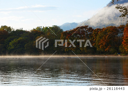 屈斜路湖の湖畔の紅葉と白鳥の群れ 屈斜路湖の湖畔の紅葉と白鳥の群れ 26116443