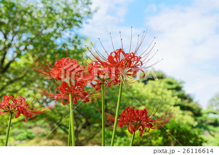 旧芝離宮恩師庭園のマンジュシャゲ 26116614