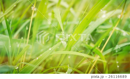 dew drops on green grass in the morning 26116689