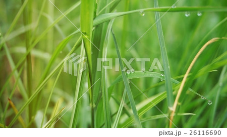 dew drops on green grass in the morning dew drops on green grass in the morning 26116690