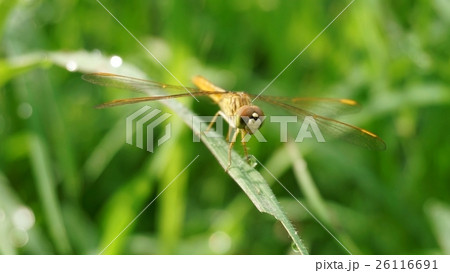 dragonfly on nature green bokeh background 26116691