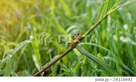 Small grasshopper on grass leaf Small grasshopper on grass leaf 26116692