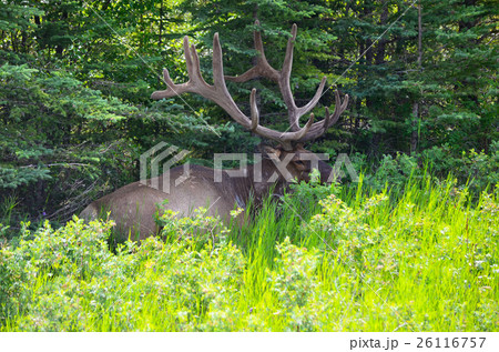 close up of beautiful Male Elk in National Park 26116757